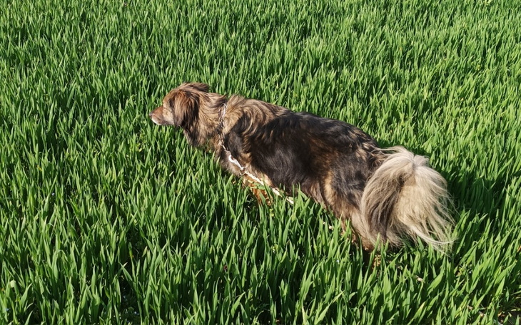 Zbiórka Pomoc dla 4-łapnego przyjaciela - zdjęcie główne