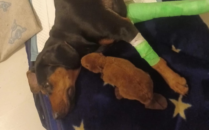 Zbiórka Leczenie i operacja Arii - zdjęcie główne