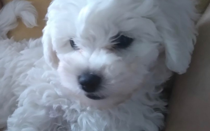 Zbiórka Operacja dla psa o imieniu gecia - zdjęcie główne