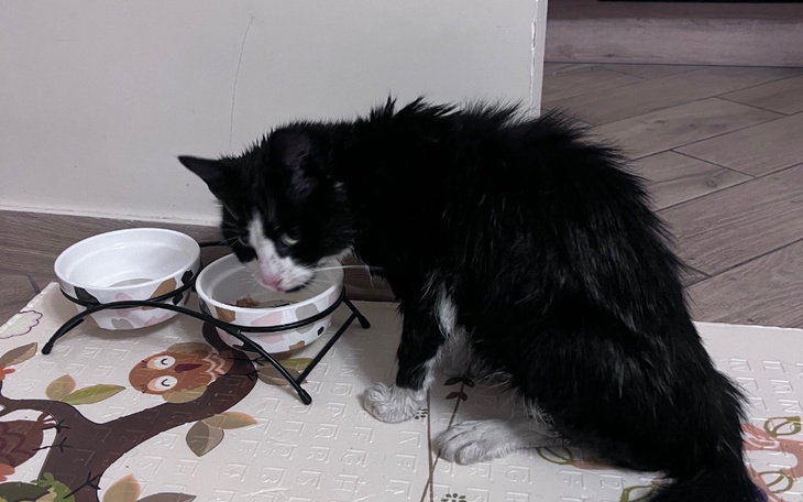 Zbiórka Operacja łapki dla kota - zdjęcie główne