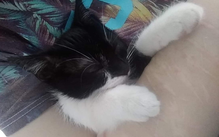 Zbiórka Operacja dla małej kotki - zdjęcie główne