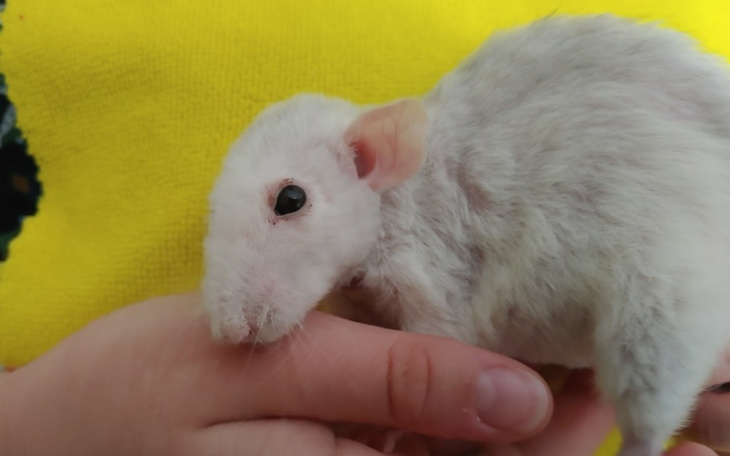 Zbiórka Faktura za weterynarza - zdjęcie główne