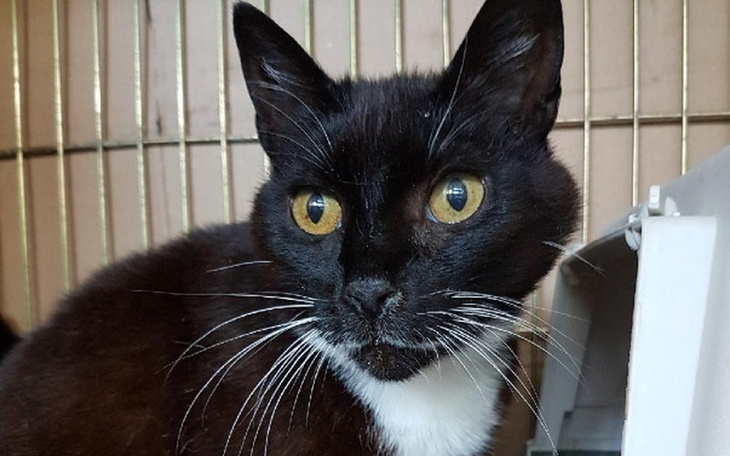 Zbiórka Koty spod Bloku - jesień 2018 - zdjęcie główne