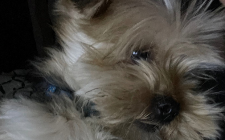 Zbiórka Pomoc dla Tofiego - zdjęcie główne