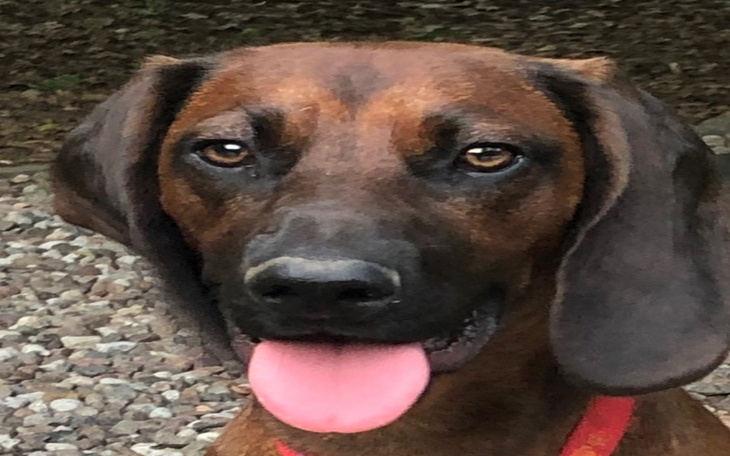 Zbiórka Leki przeciwbólowe. - zdjęcie główne