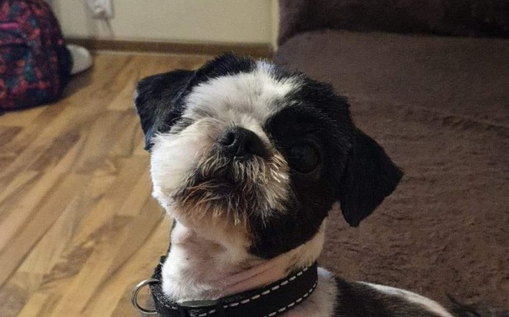 Zbiórka Rezonans głowy dla Dyzia - zdjęcie główne