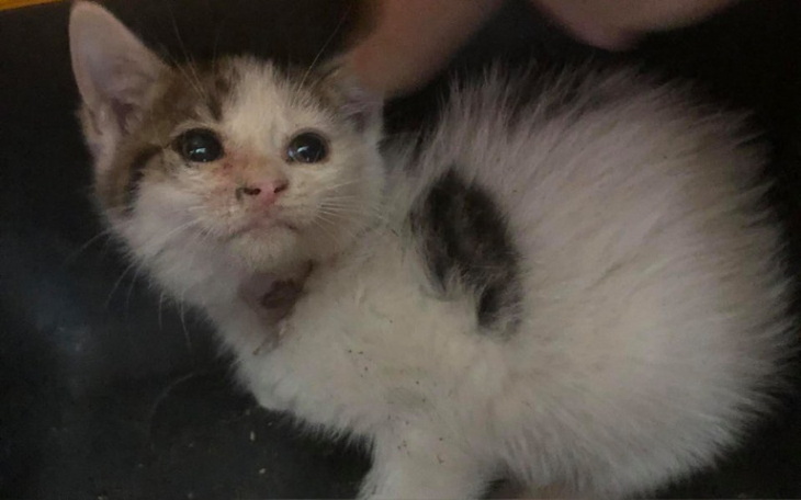 Zbiórka Na ratunek matkom i ich dzieciom - zdjęcie główne