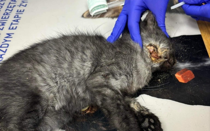 Zbiórka LUCKY - walka o życie - zdjęcie główne