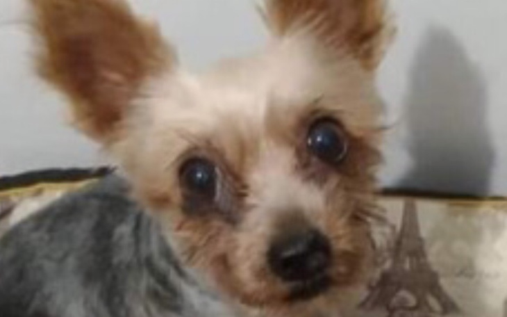 Zbiórka Wykupienie Zosi z pseudohodowli - zdjęcie główne