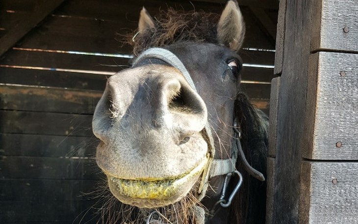 Zbiórka Pomoc dla starego Pata. - zdjęcie główne