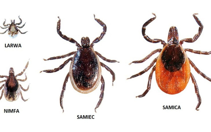 Zbiórka Walka z boleriozą :( - zdjęcie główne