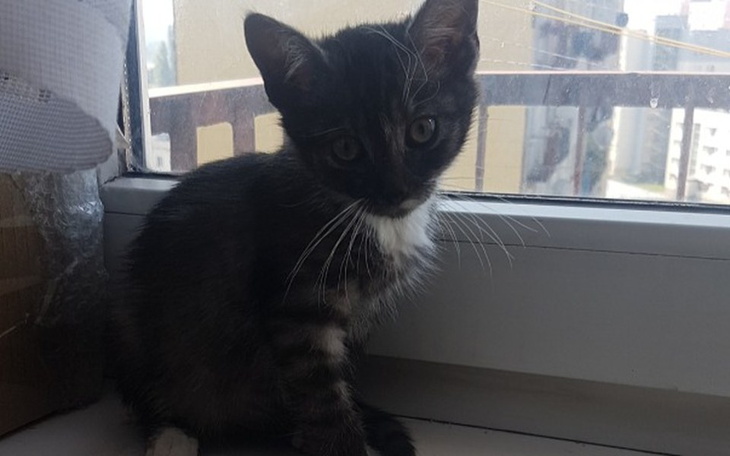 Zbiórka Na chore koty - zdjęcie główne