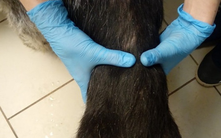 Zbiórka Aslan, czy zasłużył na taki los? - zdjęcie główne