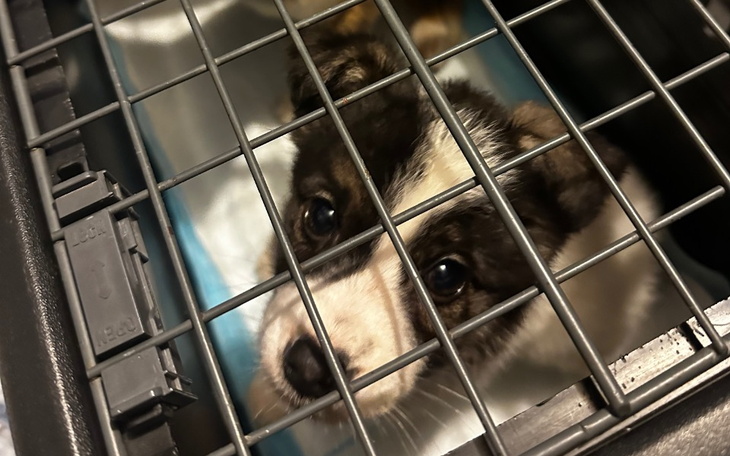 Zbiórka Zaległe fv i nowe psie dzieci - zdjęcie główne