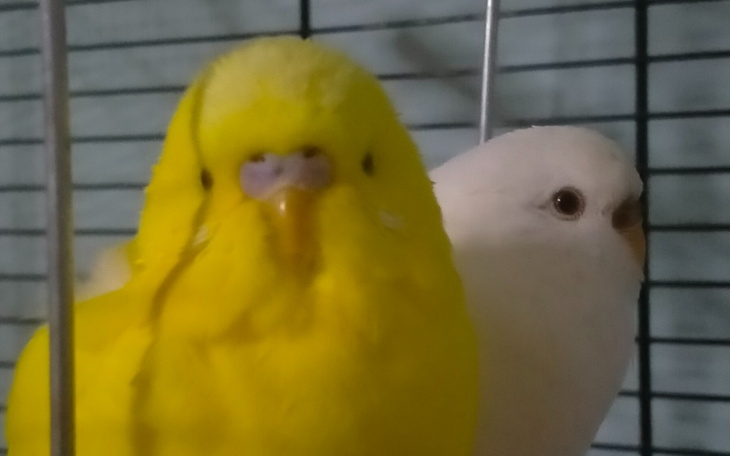 Zbiórka Na hodowlę małych papug - zdjęcie główne