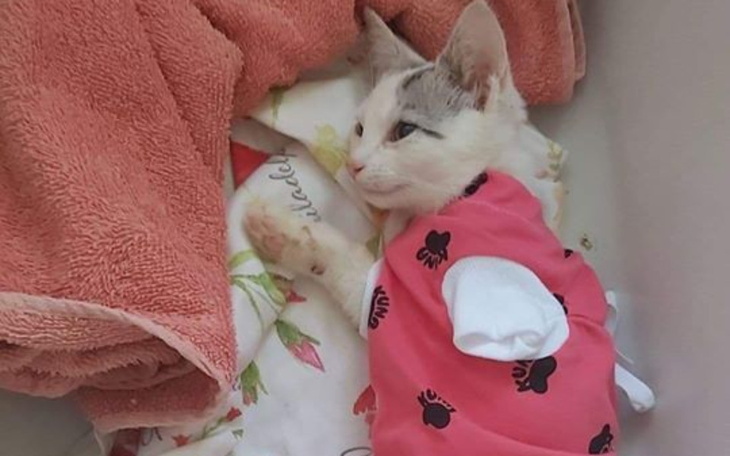 Zbiórka Amputacja łapy i koci tyfus - zdjęcie główne