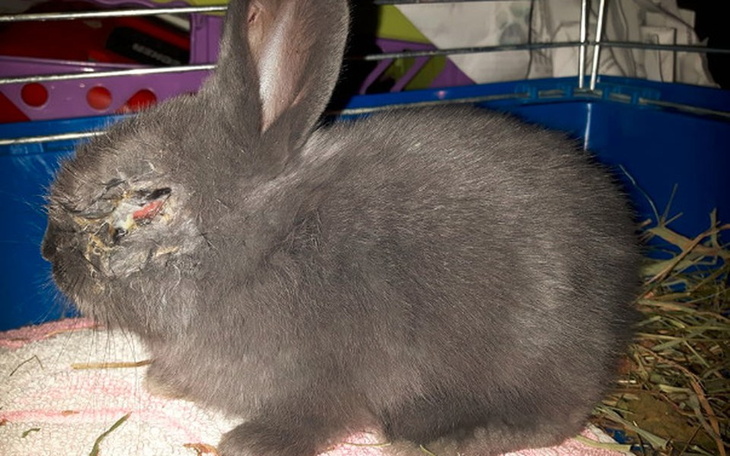 Zbiórka Okienko życia dla królików - zdjęcie główne