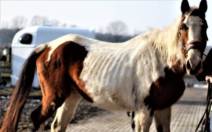 Zbiórka GŁÓD,CHOROBA,BÓL-na pomoc Zorzy - zdjęcie główne