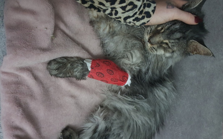 Zbiórka Pomóż uratować Rubego kota od eu - zdjęcie główne