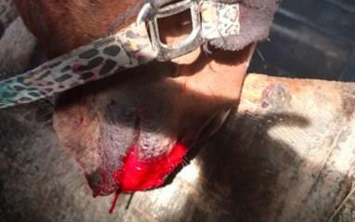 Zbiórka Polanka - nasza chora klaczka - zdjęcie główne