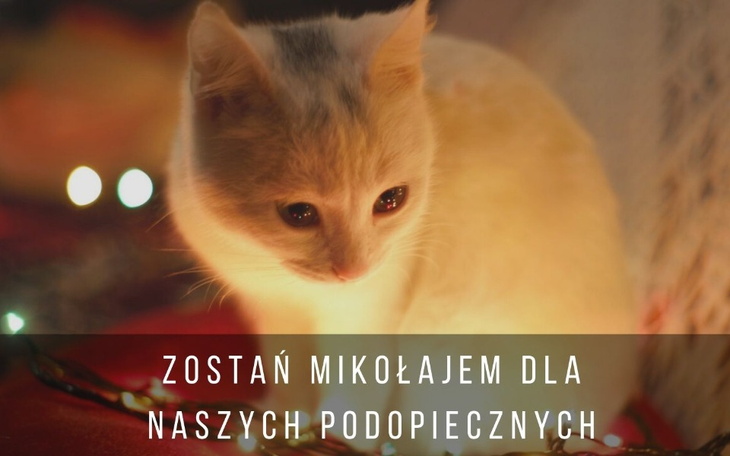 Zbiórka Mikołajkowa zbiórka dla zwierząt - zdjęcie główne