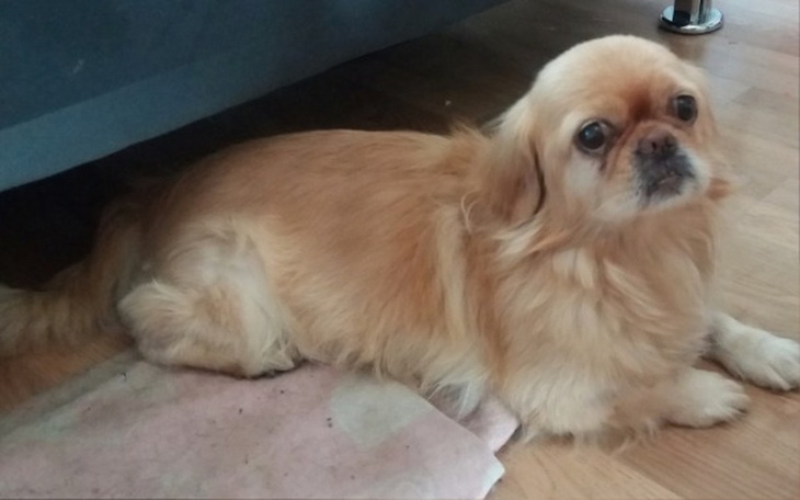 Zbiórka Leczenie Rudaska - zdjęcie główne