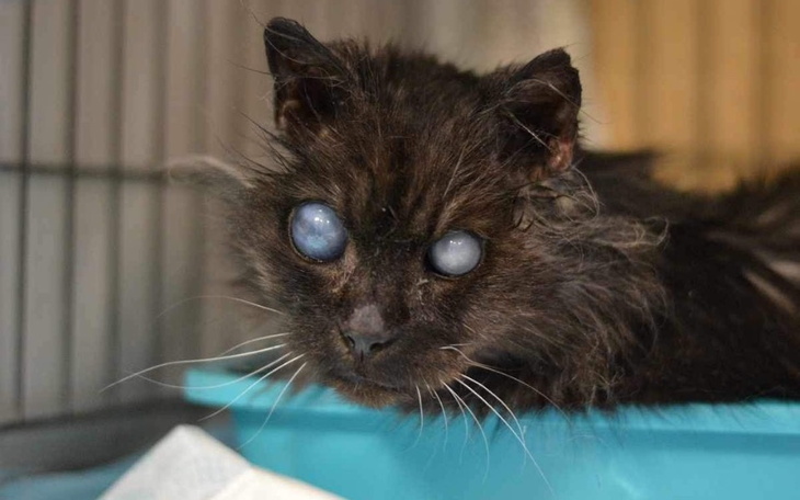 Zbiórka Na niewidomego seniorka Siwutka - zdjęcie główne