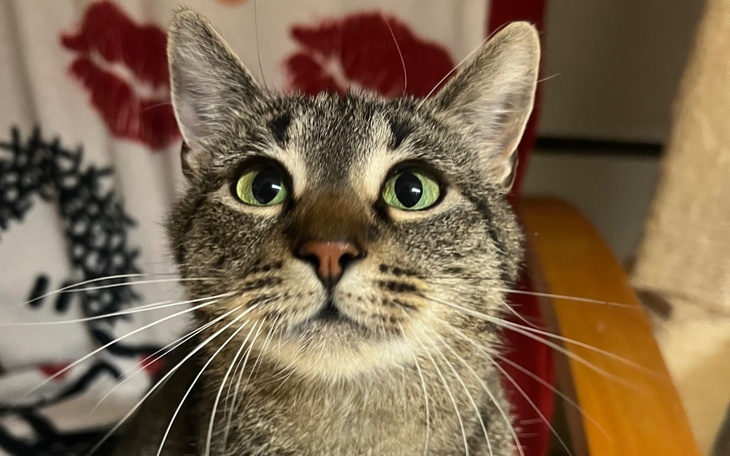 Zbiórka Na pełne brzuchy kociaków - zdjęcie główne