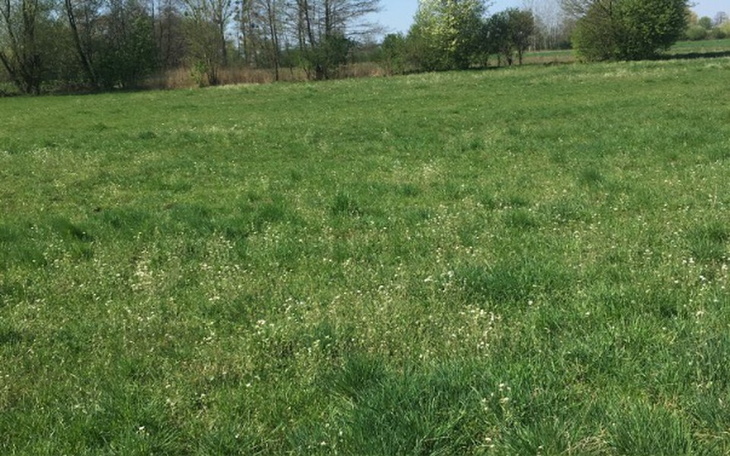 Zbiórka Podaruj deseczkę ocalonym koniom - zdjęcie główne