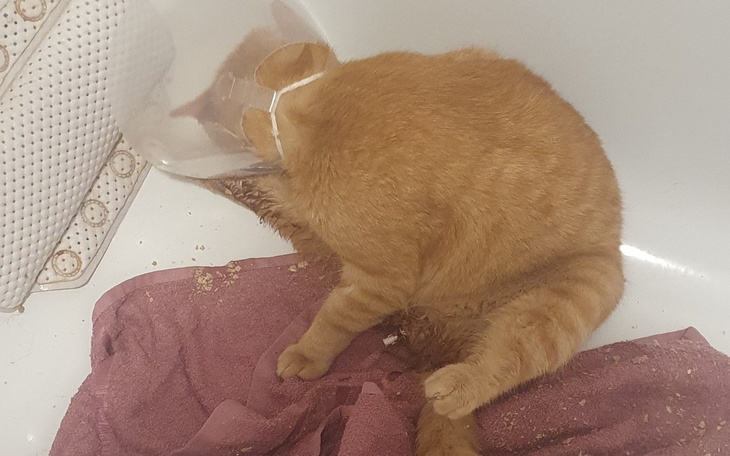 Kot z obrożą na głowie, siedzący na ręczniku w łazience.