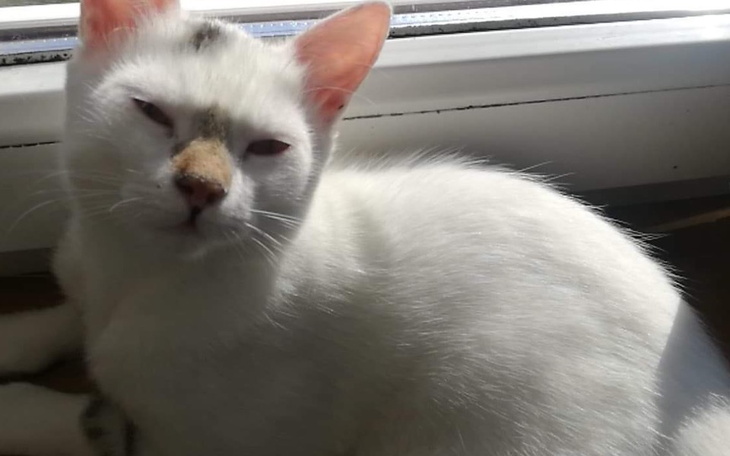 Zbiórka kotek Riri - zdjęcie główne