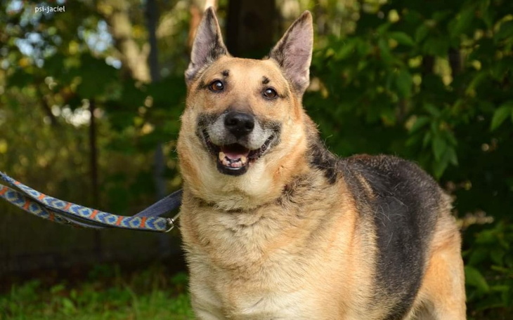 Zbiórka ZBIÓRKA dla SCHRONISKA Września - zdjęcie główne