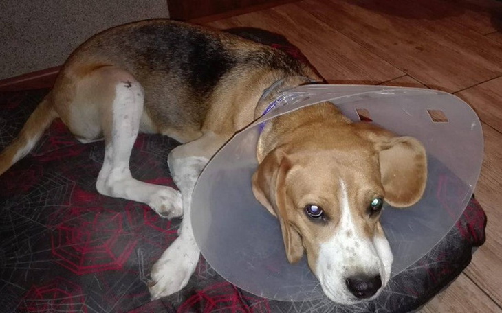 Pies w kołnierzu, leżący na podłodze.