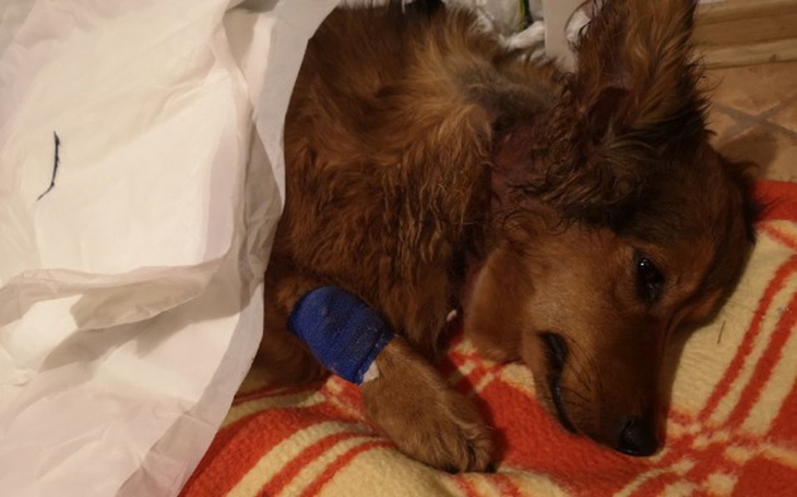 Zbiórka Ratujmy Bunie! - zdjęcie główne