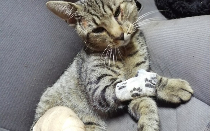 Zbiórka Zbiórka na operację Bobka - zdjęcie główne