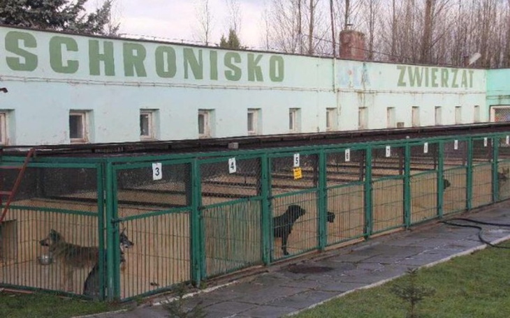 Zbiórka Dla Schroniska w Legnicy - zdjęcie główne