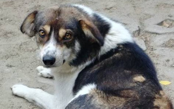 Zbiórka Bobik zbiera na diagnostykę - zdjęcie główne