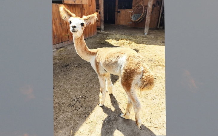 Zbiórka Noga dla alpaki - zdjęcie główne