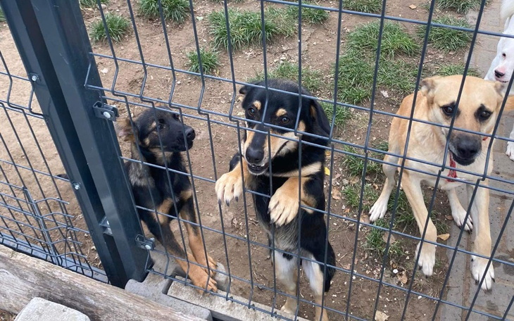 Zbiórka Pomóż zwierzętom ze schroniska - zdjęcie główne