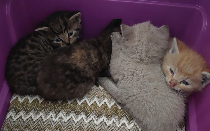 Zbiórka Osierocone kotki z Krapkowic - zdjęcie główne
