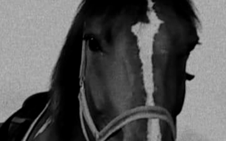 Zbiórka Ratunek dla koni.. - zdjęcie główne