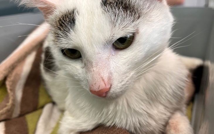 Kot z białym futrem i zielonymi oczami, leżący na kocu.