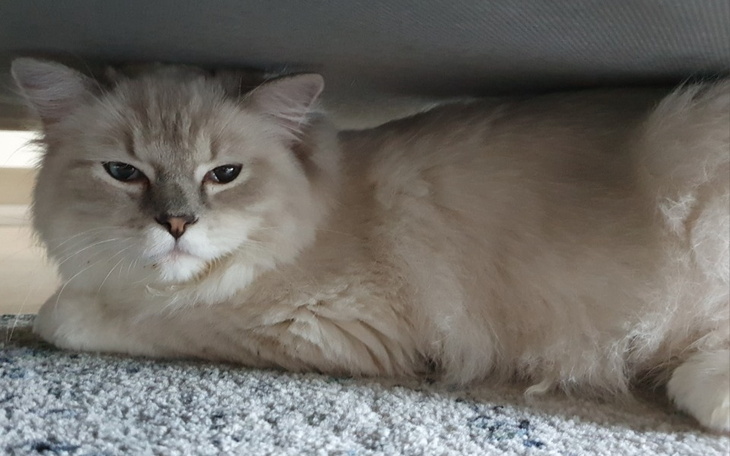 Zbiórka Leczenie Huntera - zdjęcie główne