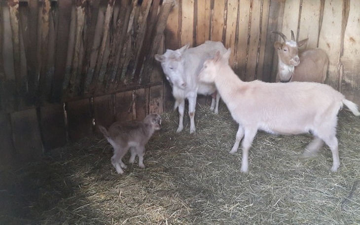 Zbiórka Ratujemy przed rzezią - zdjęcie główne