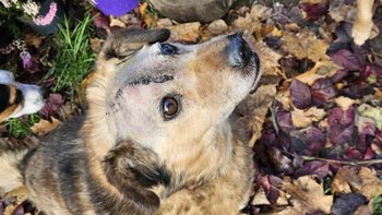 Zbiórka Psi inwalida zbiera na operację - miniaturka zdjęcia