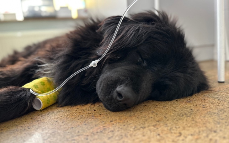 Zbiórka Leczenie Ummy - zdjęcie główne