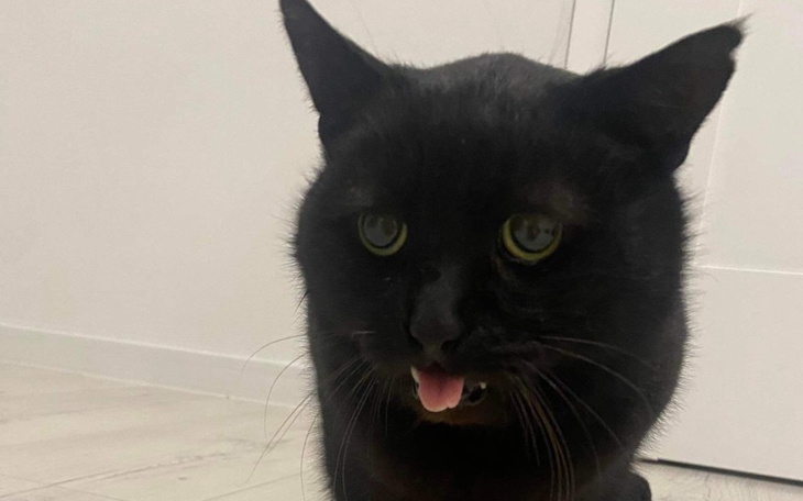 Zbiórka Zbieram na leczenie Murzynka - zdjęcie główne