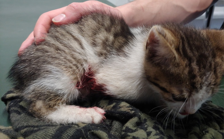 Zbiórka Kociak z obciętą łapką - zdjęcie główne