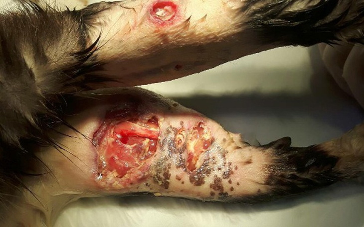 Zbiórka Żywe rany na umęczonych łapkach - zdjęcie główne