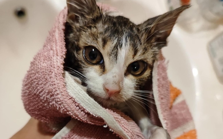 Zbiórka Walczymy o życie kocich dzieci - zdjęcie główne